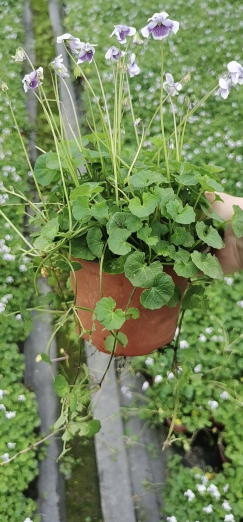 熊猫堇杯苗，基地大量出售中，各种规格