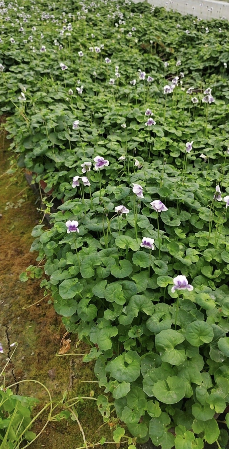 熊猫堇杯苗，基地大量出售中，各种规格