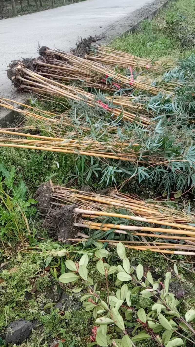 琴丝竹批发，高度2-3米，大量出售，量大从优