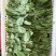 新鲜豌豆尖，基地直发现采现发，新鲜脆嫩一叶一心