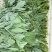 新鲜豌豆尖，基地直发现采现发，新鲜脆嫩一叶一心