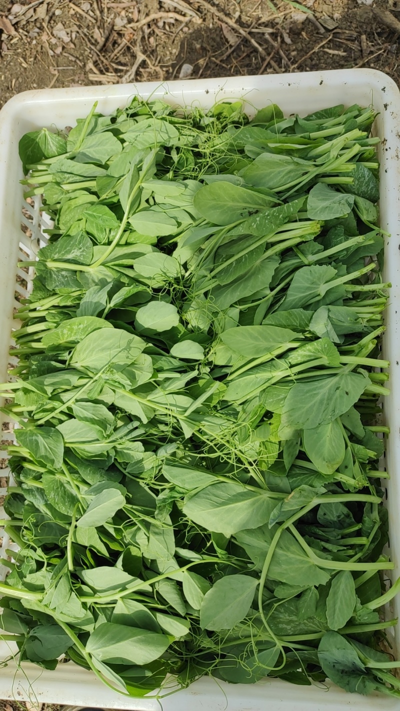 南阳豌豆尖、新鲜上市，一叶一心