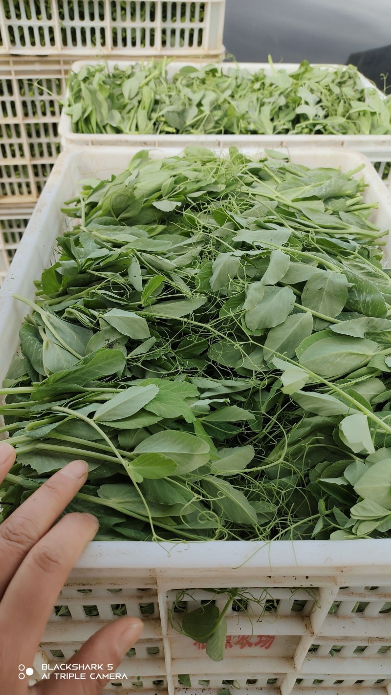 南阳豌豆尖、新鲜上市，一叶一心