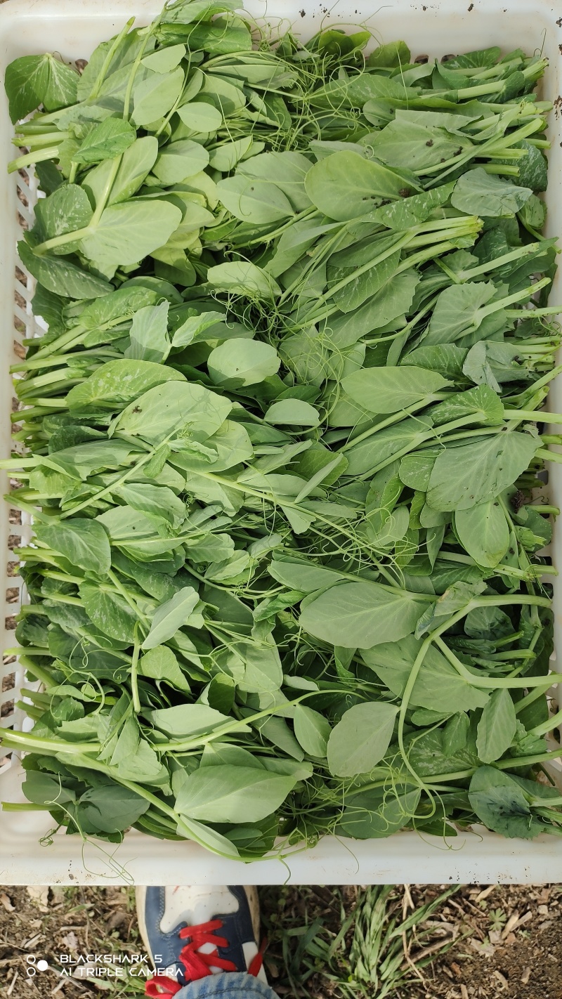 南阳豌豆尖、新鲜上市，一叶一心