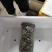 东港本地无沙花蛤