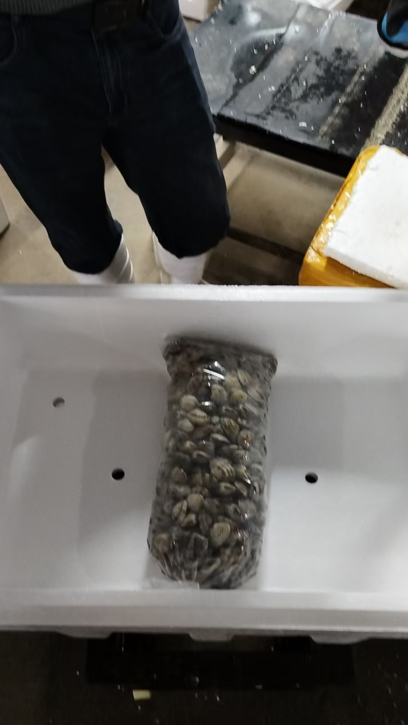 东港本地无沙花蛤