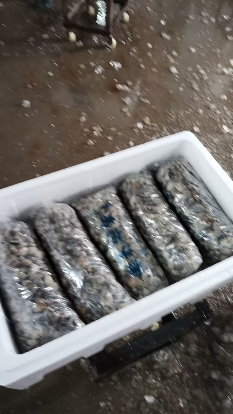 东港本地无沙花蛤