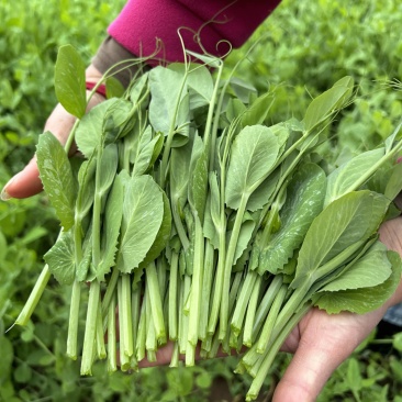 新鲜豌豆尖，基地直发现采现发，新鲜脆嫩一叶一心