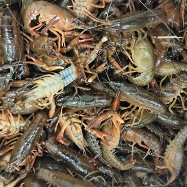 清水虾霍邱小龙虾