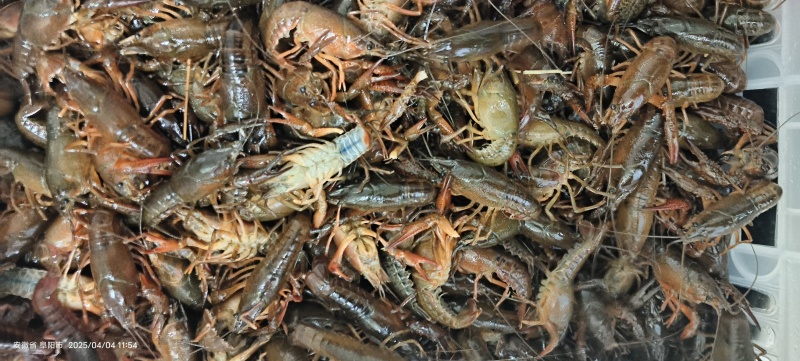 清水虾霍邱小龙虾