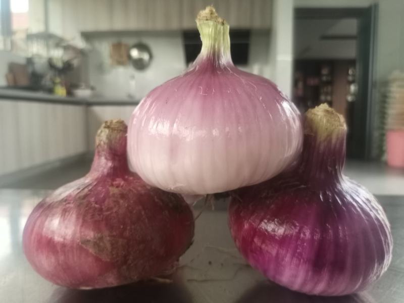 自家种的洋葱