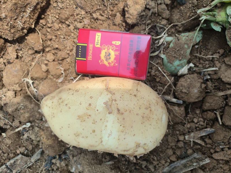 洋芋土豆，沃土，云南鲜货上市，大量出货品质保障价格优惠
