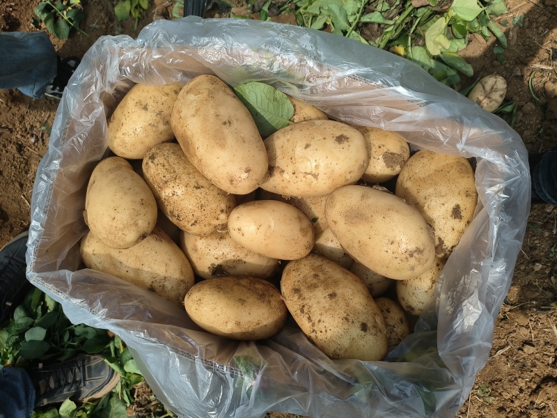 洋芋土豆，沃土，云南鲜货上市，大量出货品质保障价格优惠