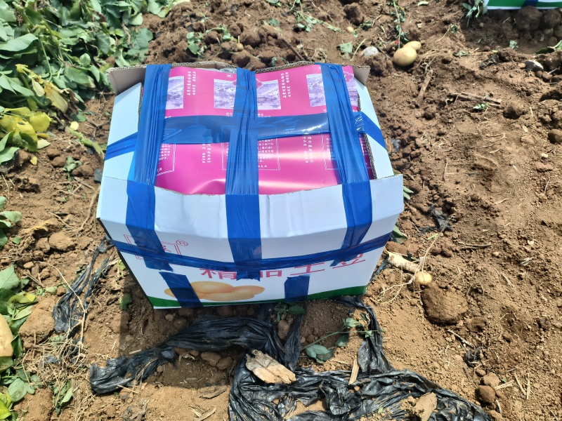 洋芋土豆，沃土，云南鲜货上市，大量出货品质保障价格优惠
