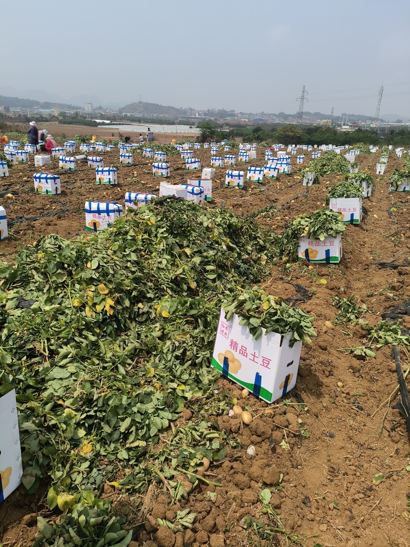 洋芋土豆，沃土，云南鲜货上市，大量出货品质保障价格优惠