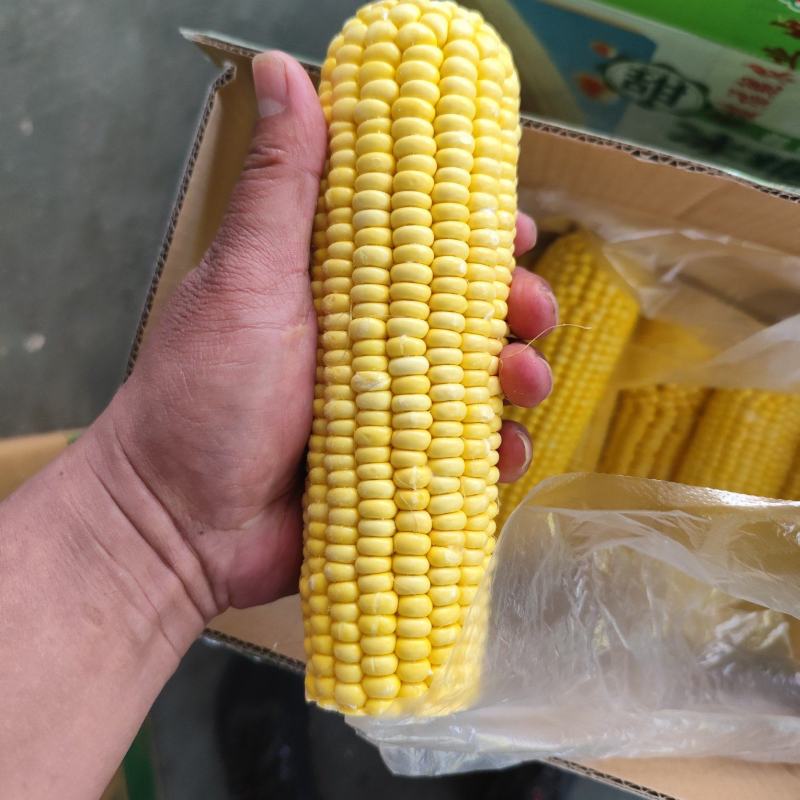 白黄玉米