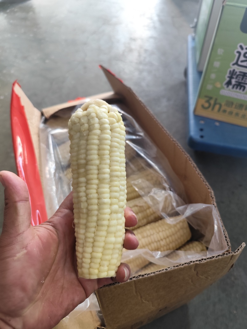 白黄玉米