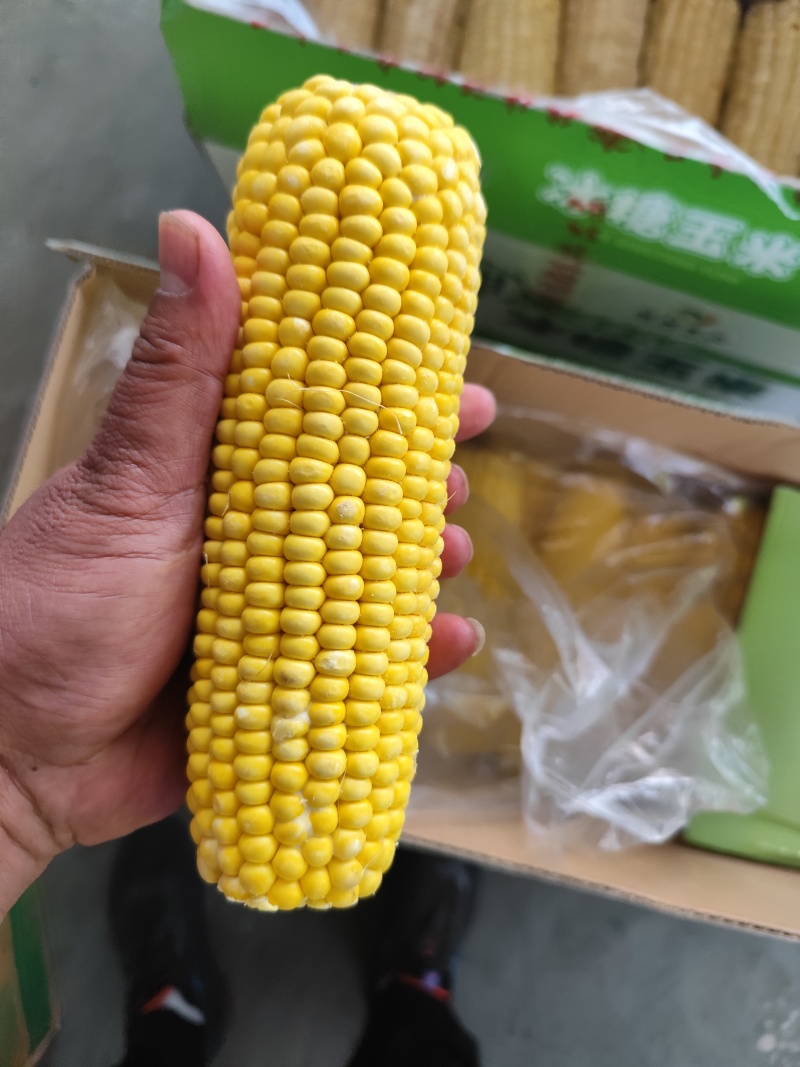 白黄玉米