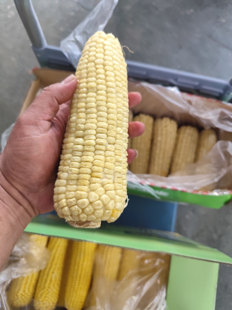 白黄玉米