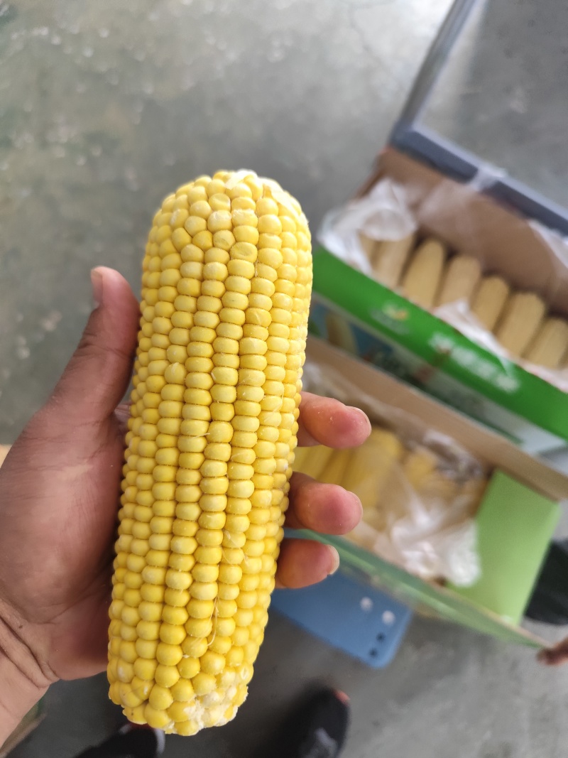 白黄玉米
