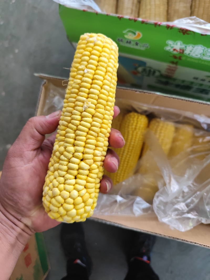 白黄玉米