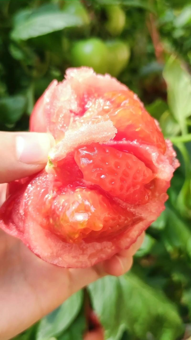 硬粉西红柿，口感西红柿大量上市，欢迎各位老板过来采购