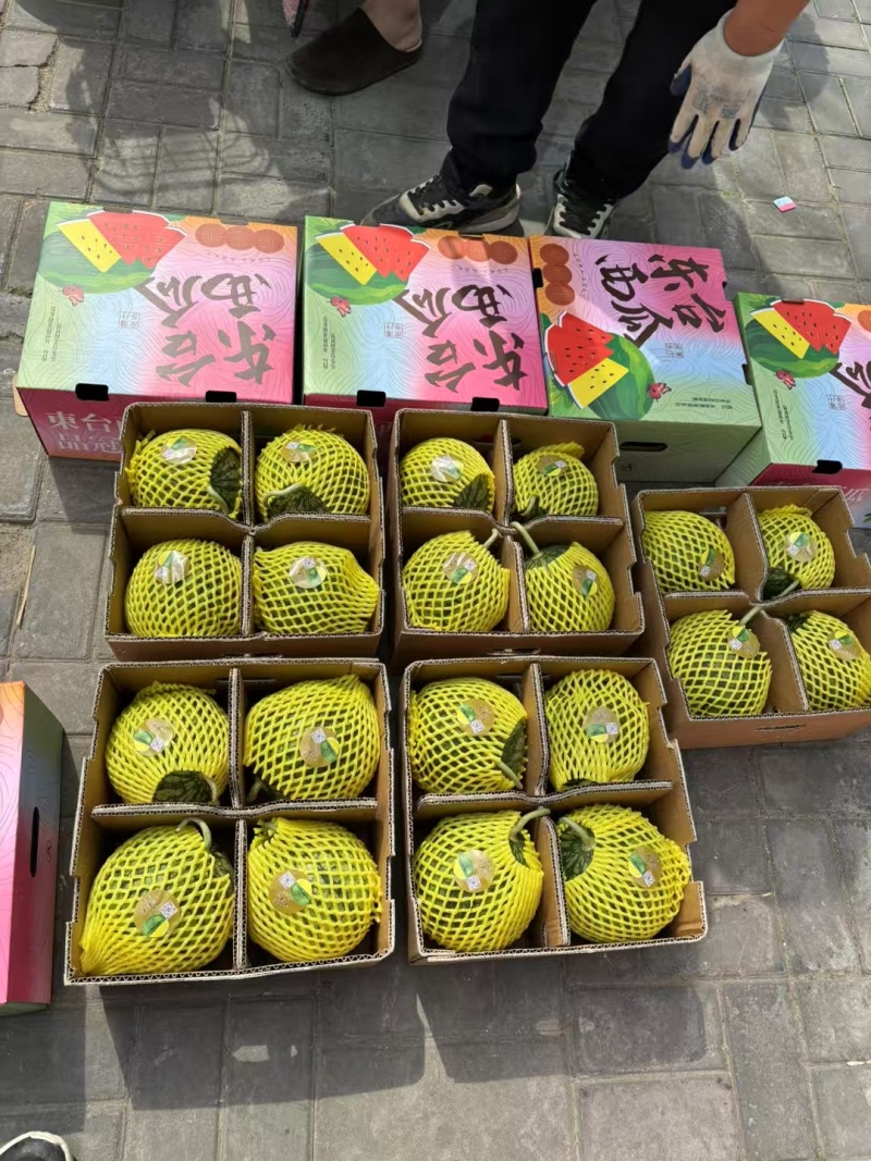 特小风（小兰瓜）产地直发现摘现发代发全国量大从优