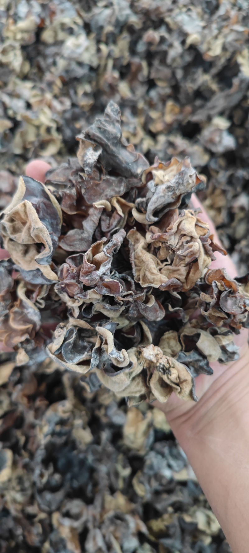 白背毛木耳干货批发山东鱼台皮木耳餐饮火锅电商一件代发全国