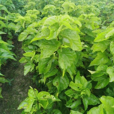 青桑叶大量供应，最后三十吨