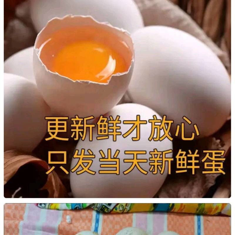农家土鸡蛋，田园土鸡蛋，农村苯鸡蛋，屠园土鸡蛋