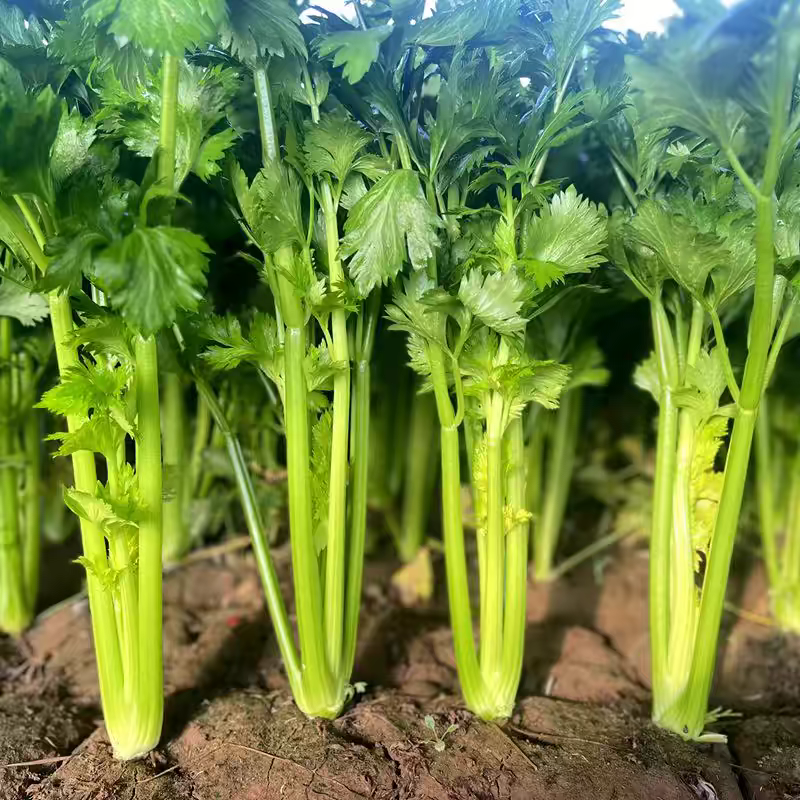 芹菜产地一手货源支持视频看货保质保量欢迎订购