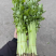 芹菜产地一手货源支持视频看货保质保量欢迎订购