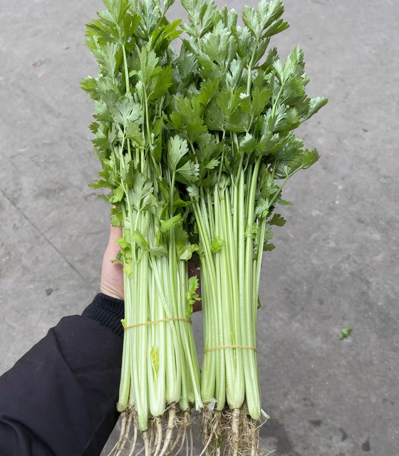 芹菜产地一手货源支持视频看货保质保量欢迎订购