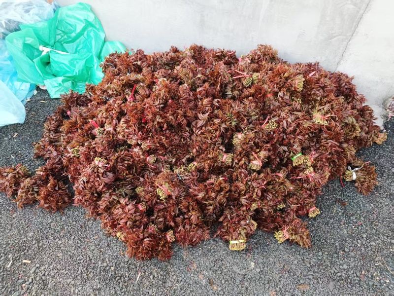 露天自然生长红香椿，承接各地客商洽谈，清明节前后上市