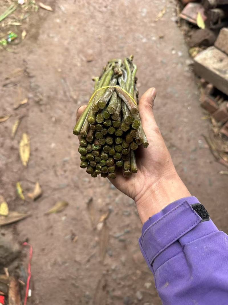 川蕨菜量大从优，可视频可现场，可供全国供应，