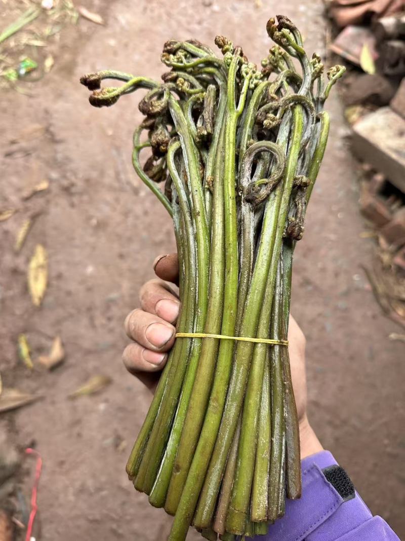 川蕨菜量大从优，可视频可现场，可供全国供应，