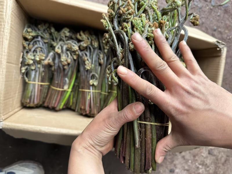 川蕨菜量大从优，可视频可现场，可供全国供应，