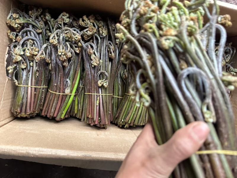 川蕨菜量大从优，可视频可现场，可供全国供应，