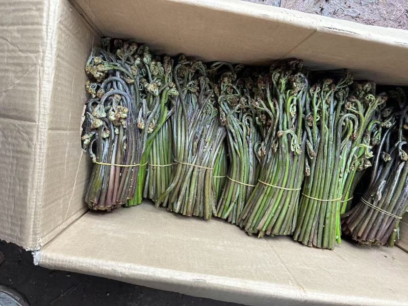 川蕨菜量大从优，可视频可现场，可供全国供应，