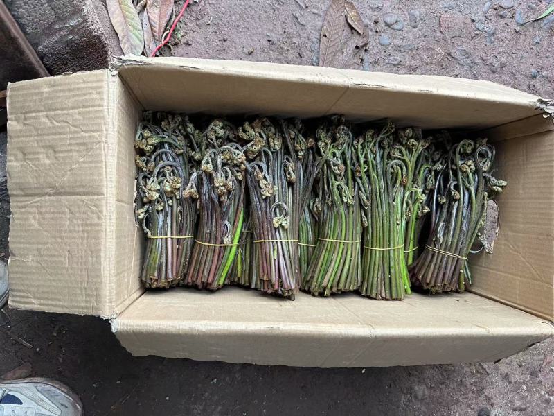 川蕨菜量大从优，可视频可现场，可供全国供应，