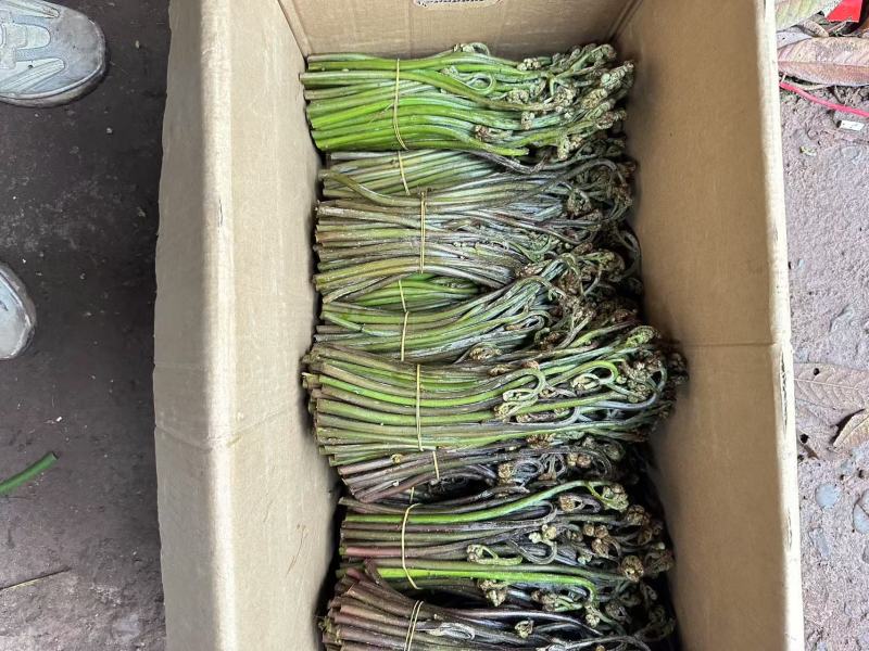 川蕨菜量大从优，可视频可现场，可供全国供应，