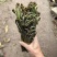 川蕨菜量大从优，可视频可现场，可供全国供应，