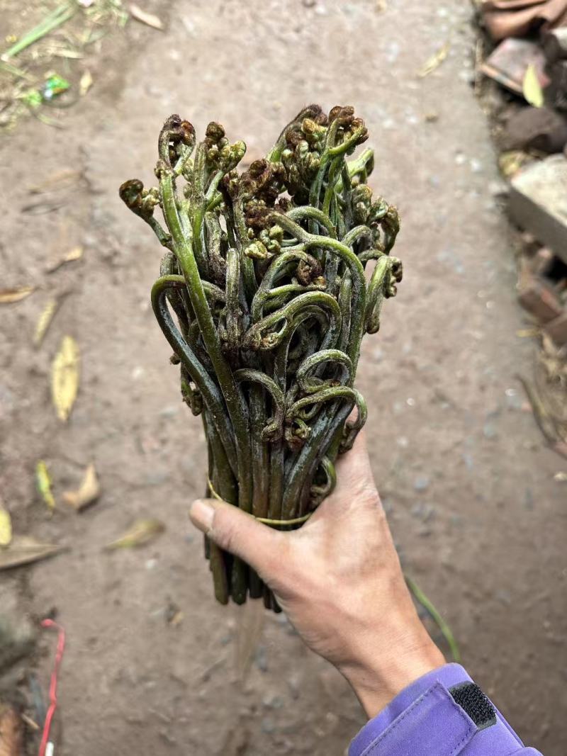 川蕨菜量大从优，可视频可现场，可供全国供应，