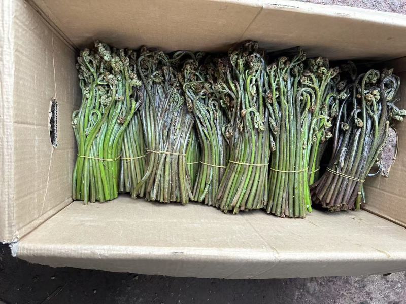 川蕨菜量大从优，可视频可现场，可供全国供应，