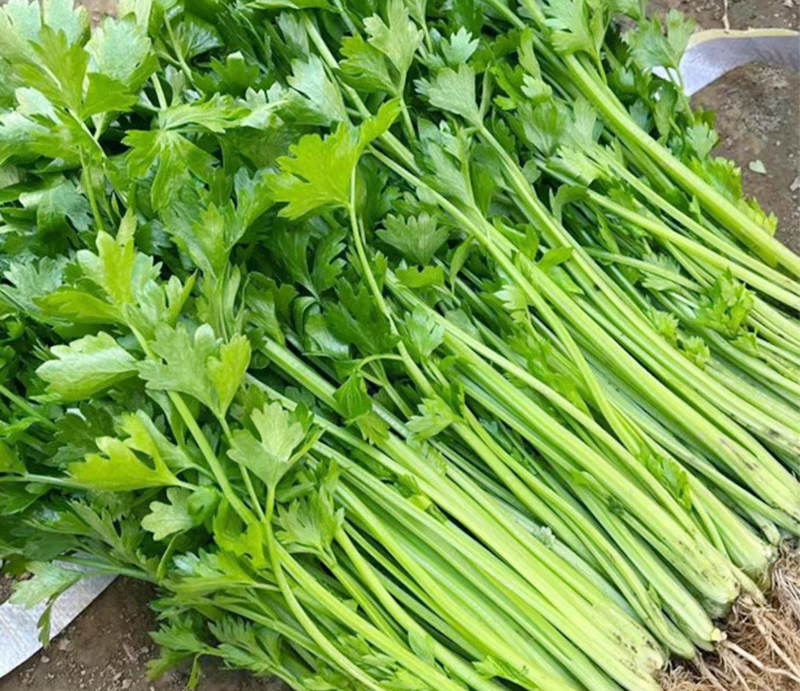 芹菜产地一手货源支持视频看货保质保量欢迎订购