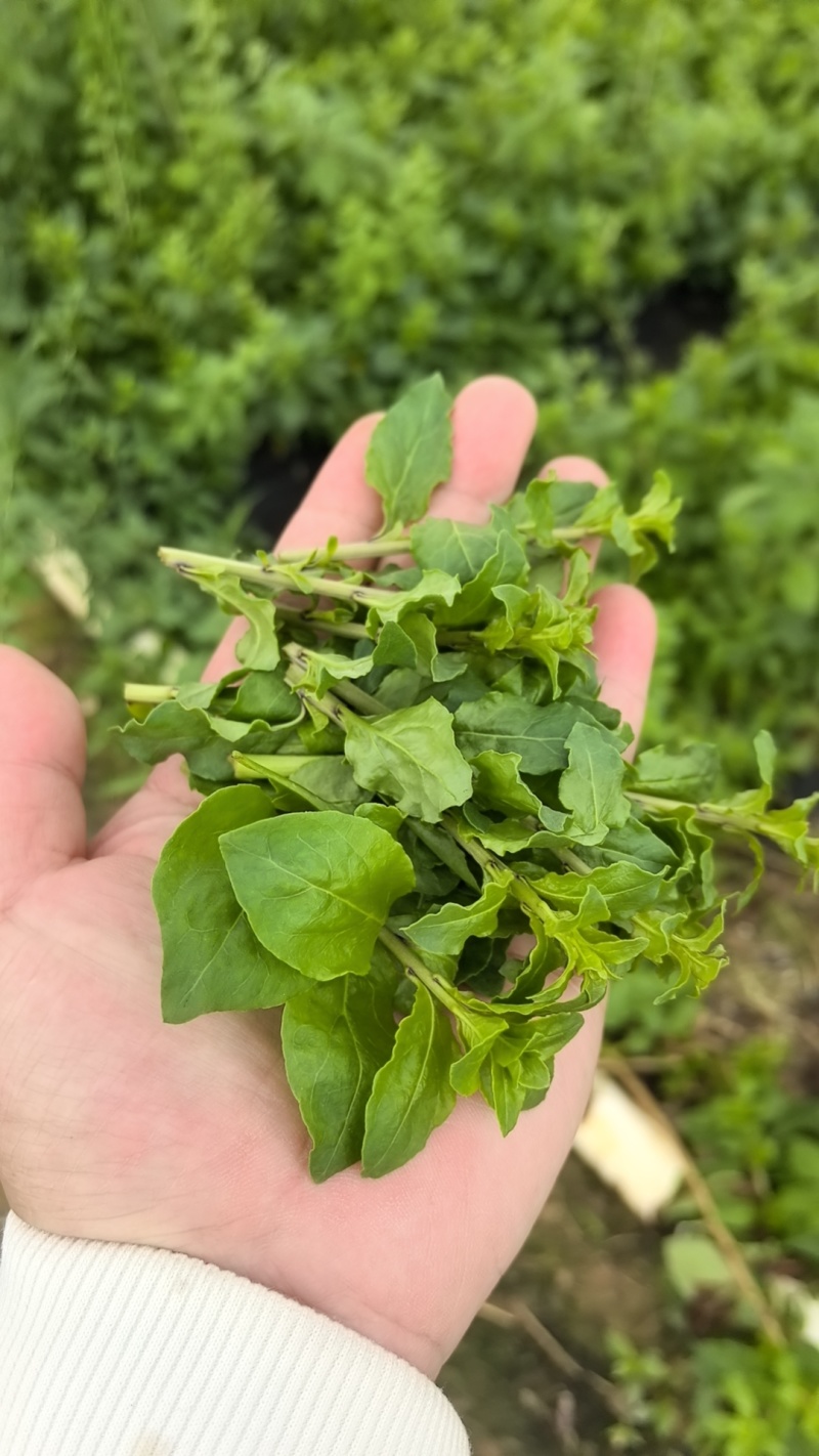 【枸杞芽】精品枸杞芽大量供应，产地直发，诚信经营，欢迎来电