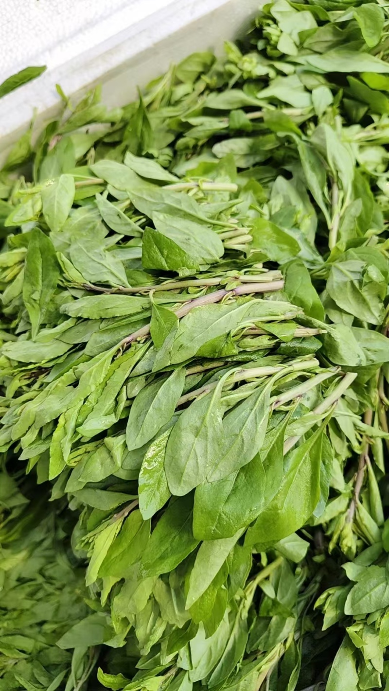 【枸杞芽】精品枸杞芽大量供应，产地直发，诚信经营，欢迎来电