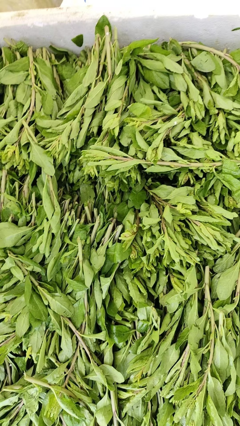 【枸杞芽】精品枸杞芽大量供应，产地直发，诚信经营，欢迎来电