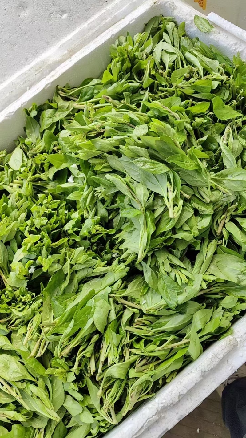 【枸杞芽】精品枸杞芽大量供应，产地直发，诚信经营，欢迎来电
