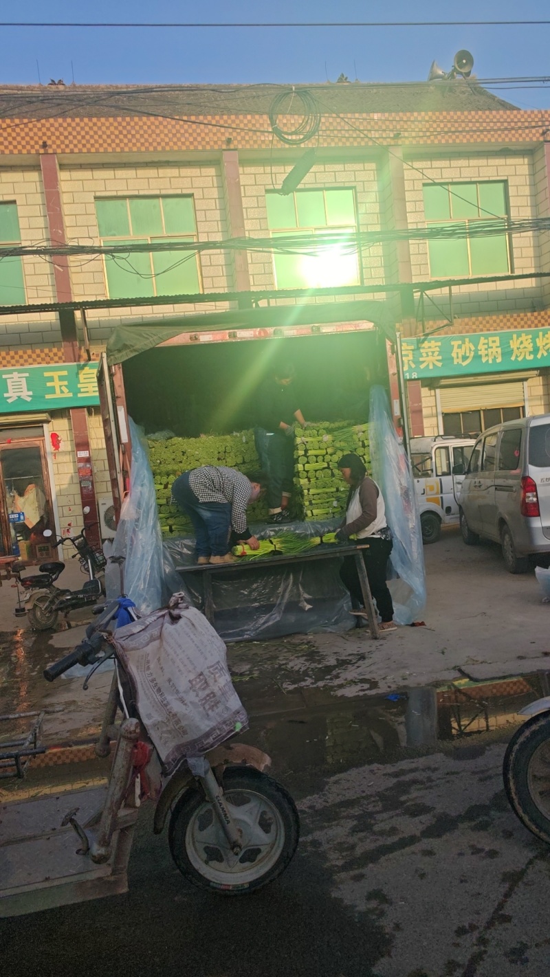 精品红帽蒜苔，一手货源产地直发欢迎前来实地参观考察